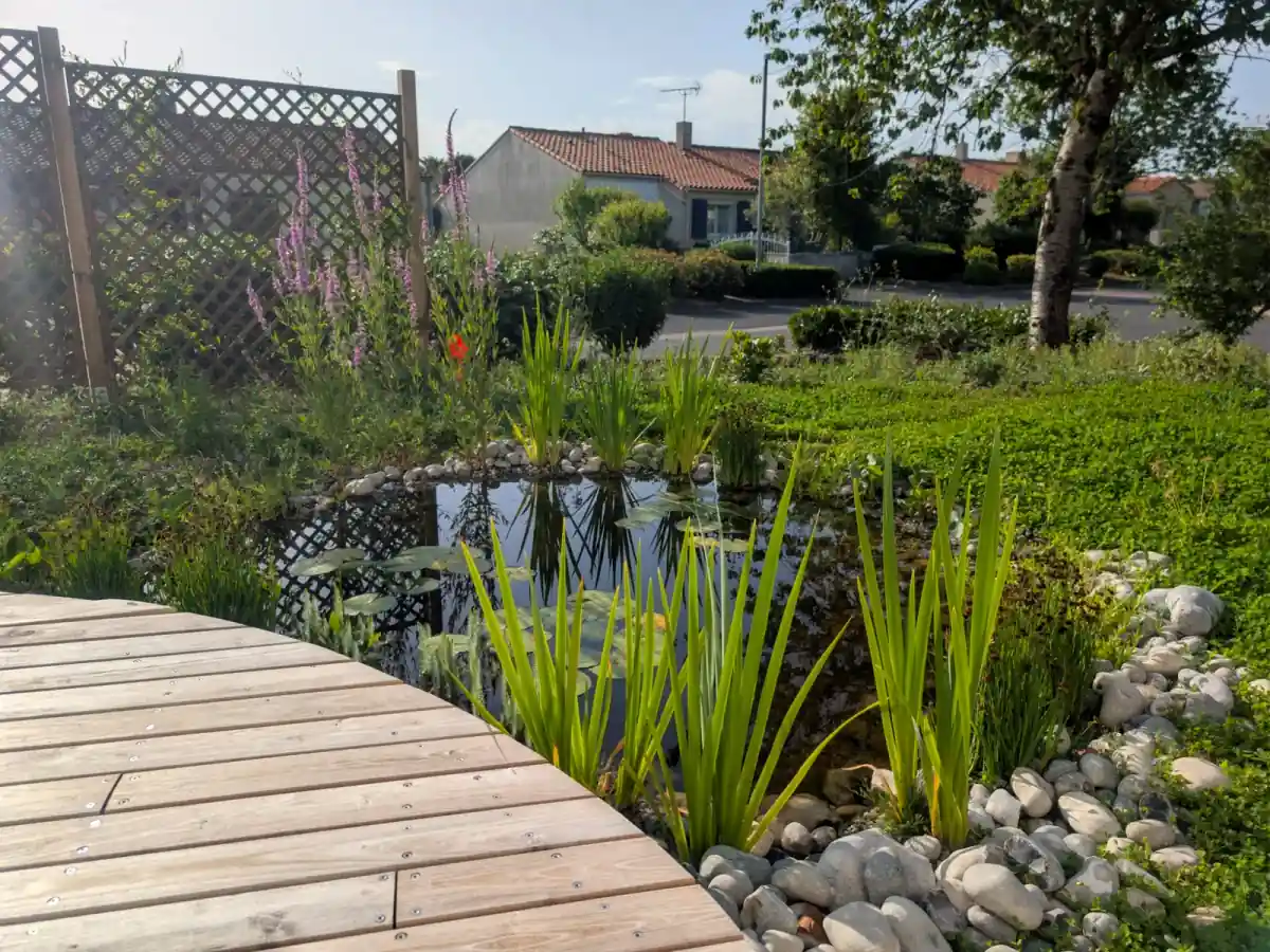 Mare naturelle bordée d'iris et de salicaires, avec terrasse en bois, par Permapaysage, paysagiste à Vallet